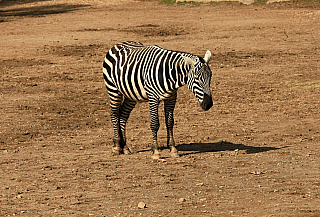 Zebra v ZOO Zlín (Česká republika)
