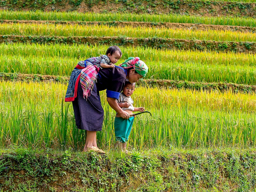 Žena s dětmi na rýžovém poli (Vietnam)