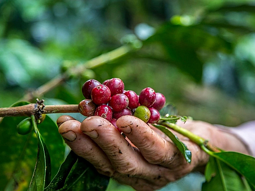 Putování za čerstvou kávou. Jak probíhá prohlídka plantáže v Kostarice?