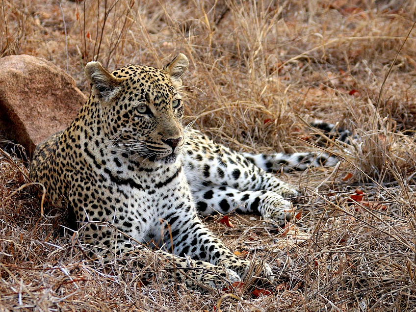 Krugerův národní park (Jihoafrická republika)
