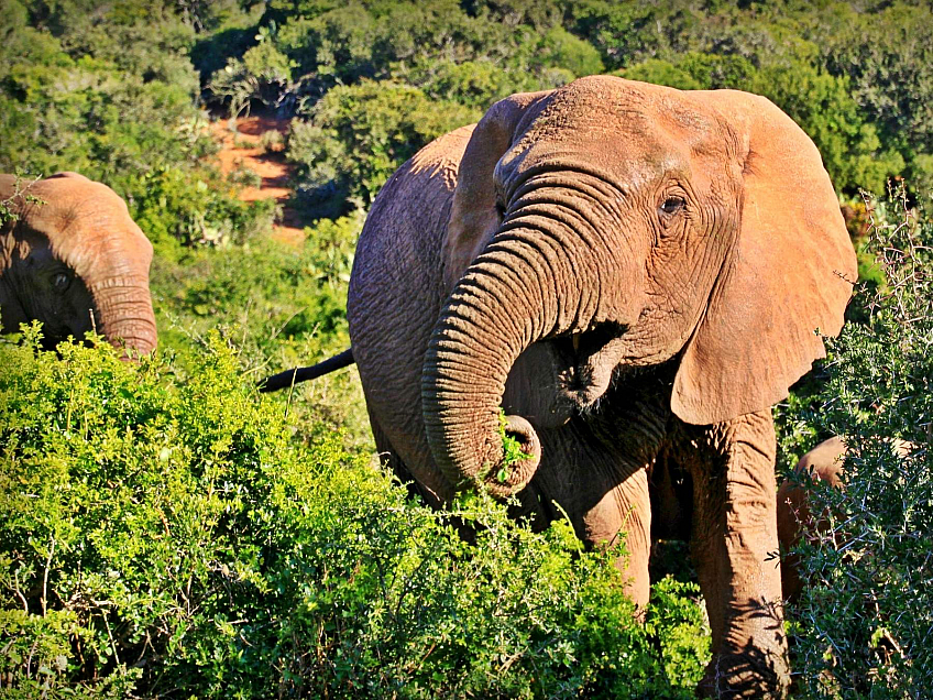 Krugerův národní park (Jihoafrická republika)