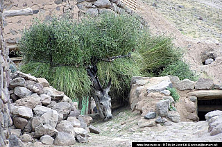 Kandovan (Irán)