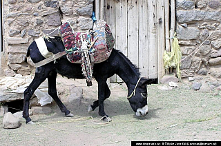 Kandovan (Irán)