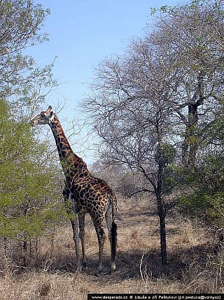 Jihoafrická republika