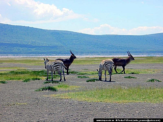 Nakuru (Keňa)