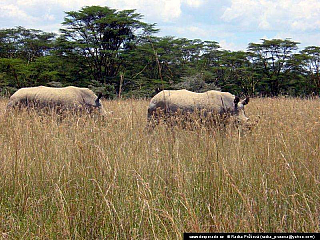 Nakuru (Keňa)