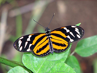 Motýl (Kostarika)