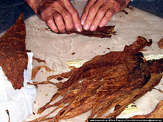 Výroba doutníků (Kuba)