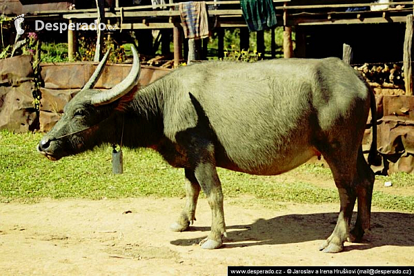 Phonsavan (Laos)