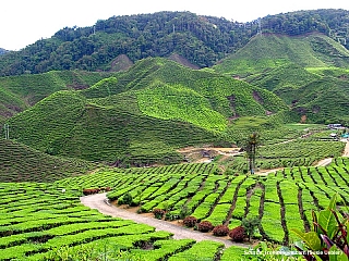 Zelená hornatá krajina (Malajsie)