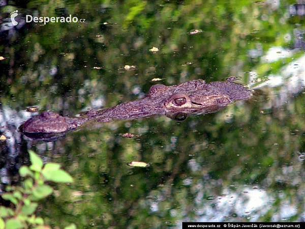 Chacahua (Mexiko)