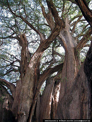 Mitla (Mexiko)