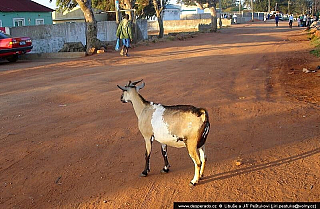 Maputo (Mosambik)