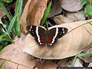 Ometepe (Nikaragua)