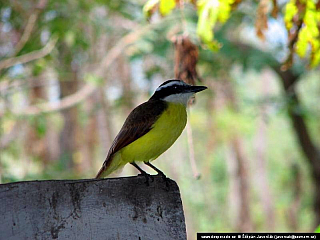 Ometepe (Nikaragua)