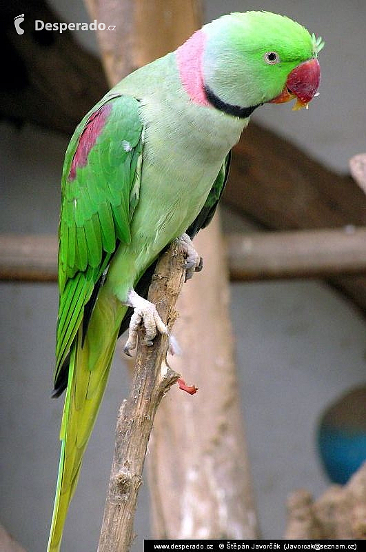 Lahore (Pákistán)