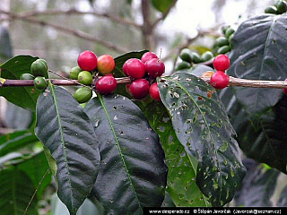 Papua-Nová Guinea