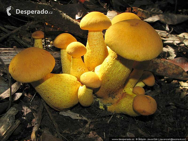 Darién Gap (Panama)