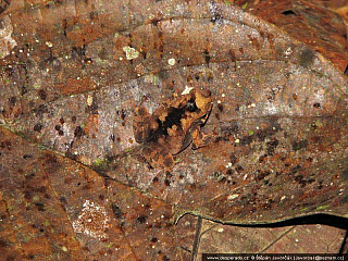 Darién Gap (Panama)