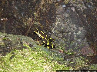 Darién Gap (Panama)