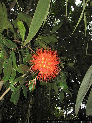 Darién Gap (Panama)