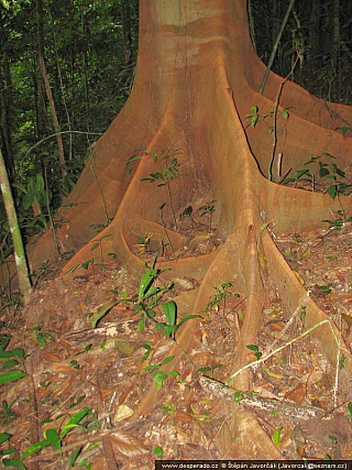 Darién Gap (Panama)