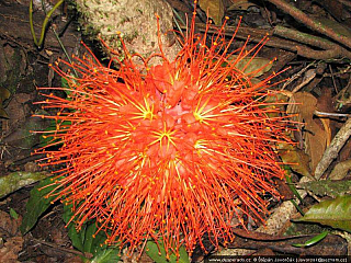 Darién Gap (Panama)