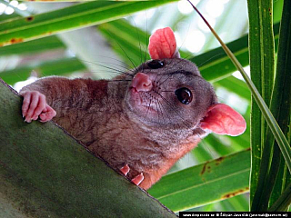 Bocas del Toro (Panama)