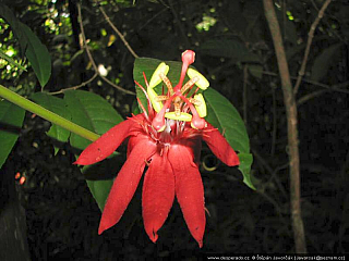 Darién Gap (Panama)