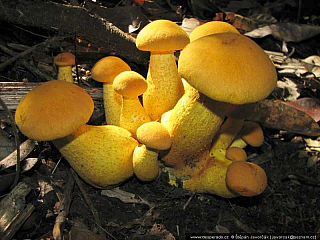 Darién Gap (Panama)