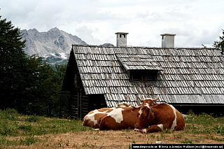 Bohinjské jezero (Slovinsko)