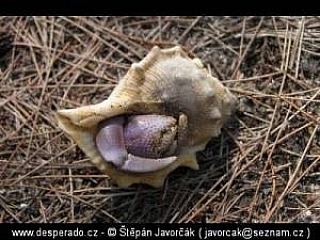 Port Dickson (Malajsie)