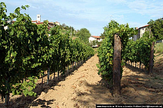 Goriška Brda (Slovinsko)