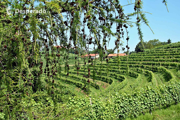 Vinařská oblast Jeruzalém (Slovinsko)