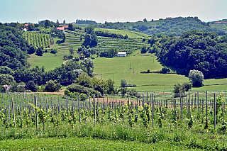 Vinařská oblast Jeruzalém (Slovinsko)