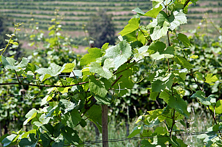 Vinařská oblast Jeruzalém (Slovinsko)