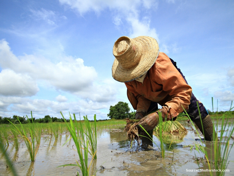 Zemědělec na rýžovém poli (Malajsie)