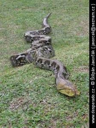 Had v Padang Bai (Indonésie)