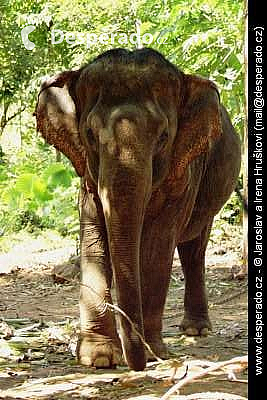Ko Chang (Thajsko)
