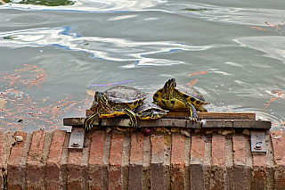 El Retiro Park v Madridu (Španělsko)