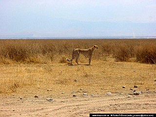 Ngorongoro (Tanzánie)