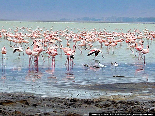 Ngorongoro (Tanzánie)