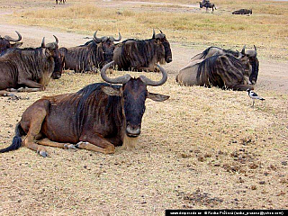 Ngorongoro (Tanzánie)