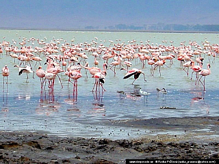 Ngorongoro (Tanzánie)