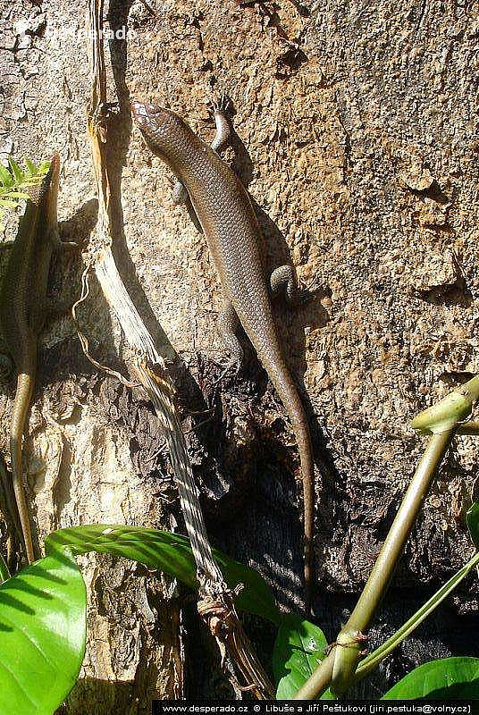 Viktoriiny vodopády (Zimbabwe)