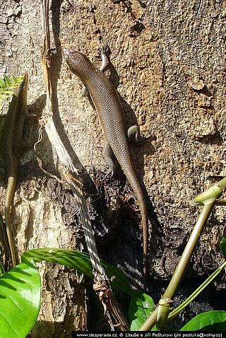 Viktoriiny vodopády (Zimbabwe)