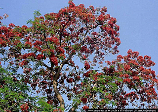 Viktoriiny vodopády (Zimbabwe)