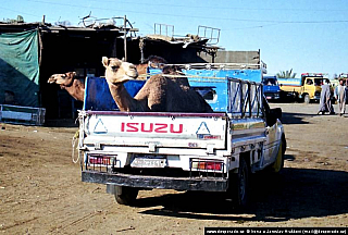 Birkáš - velbloudí trh (Egypt)