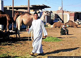 Birkáš - velbloudí trh (Egypt)