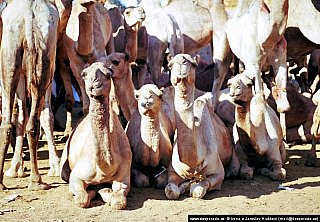 Birkáš - velbloudí trh (Egypt)